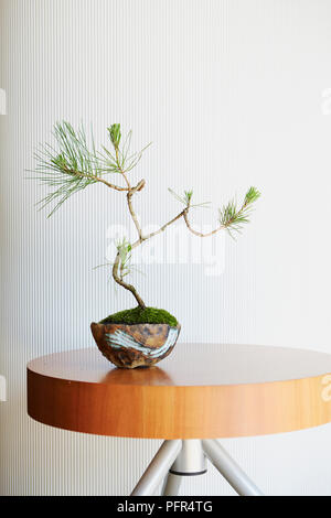 Instant Bonsai Baum, Pinus thunbergii (Japanische Schwarzkiefer) Stockfoto