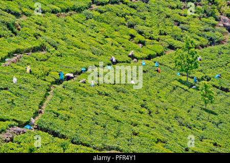 Sri Lanka, Provinz Uva, Haputhale, Dambatenne Tea Factory, der Tee Plantage Stockfoto