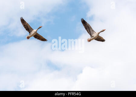 Zwei Graugänse (Anser anser) zusammen fliegen im Frühjahr mit einem blauen bewölkten Himmel im Hintergrund. Stockfoto
