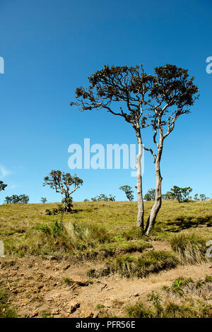Sri Lanka, Provinz Uva, Nuwara Eliya, Horton Plains National Park mit Blick auf die Bäume i Stockfoto