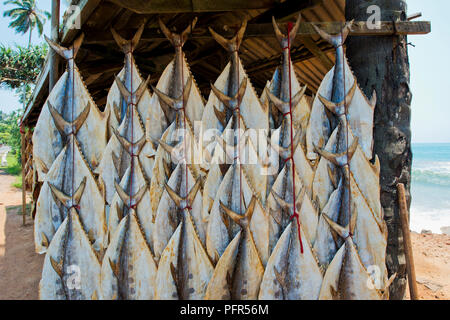 Sri Lanka, Western Province, Beruwala, Fische trocknen auf Strand Stockfoto