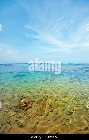 Sri Lanka, Bundesland Kärnten, Hikkaduwa, Hikkaduwa Coral Heiligtum, Schule der Fische in flachen Gewässern Stockfoto