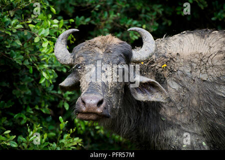 Sri Lanka, Bundesland Kärnten, Tissamaharama, Wasserbüffel, close-up Stockfoto