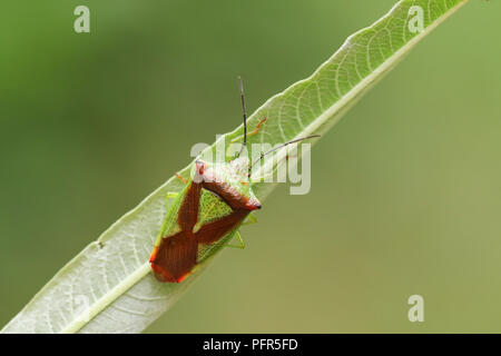 Eine hübsche Hawthorn Shieldbug (Acanthosoma haemorrhoidale) aus der Familie Acanthosomatidae hocken auf einer Weide Blatt. Stockfoto