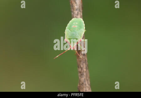 Eine hübsche Kinder Hawthorn Shieldbug (Acanthosoma haemorrhoidale) aus der Familie Acanthosomatidae hocken auf einem Zweig. Stockfoto