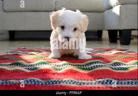 Weiße Welpen malteser Hund sitzen auf dem roten Teppich Stockfoto