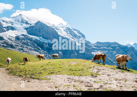 Kühe und Schweizer Alpen Berg Jungfrau Region in der Schweiz Stockfoto