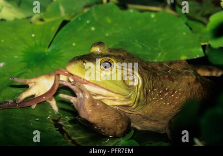 Ochsenfrosch (Rana Lithobates catesbeianus) oder (catesbeianus) Essen einen Regenwurm in einem Sumpf in SW Idaho Stockfoto