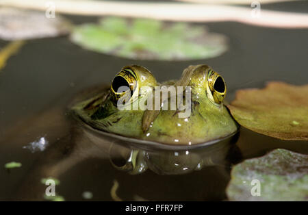 Ochsenfrosch (Rana Lithobates catesbeianus) oder (catesbeianus) in einem Sumpf in SW Idaho Stockfoto