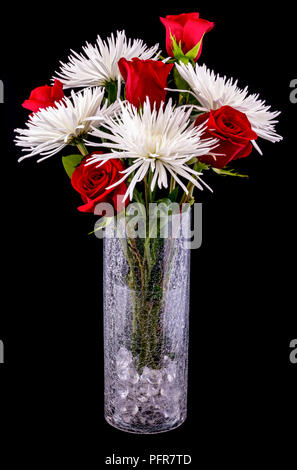 Red Rose & White Spider Mom Anordnung in einer Vase mit schwarzem Hintergrund. Stockfoto