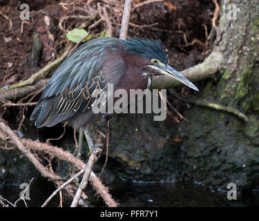 Green Heron Vogel auf einem Zweig in seiner Umwelt und Umgebung, mit einem Baum im Hintergrund. Stockfoto