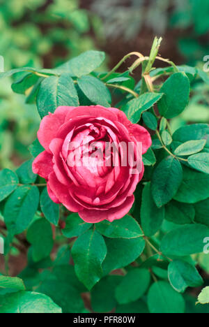 Rosa Blumen und Blätter von Rosa "Reine des Violettes", Nahaufnahme Stockfoto