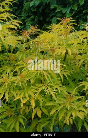 Blätter von Sambucus racemosa 'Plumosa Aurea' (Rot tragende Ältester), close-up Stockfoto