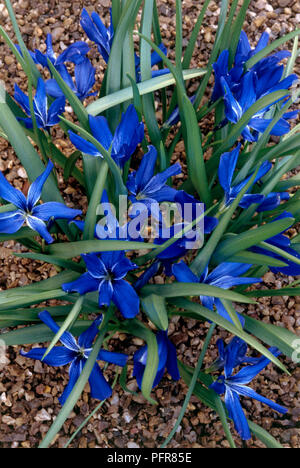 Tecophilaea cyanocrocus (Chilenische Blau Crocus) mit blauen Blumen und grüne Blätter im Pebble Blumenbeet Stockfoto