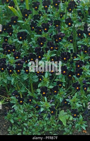 Viola tricolor 'Bowles Schwarz' (Heartease, wilde Stiefmütterchen), dunkelblauen Blüten u. Blätter Stockfoto
