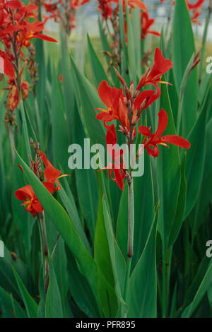 Canna "Bemühen" (Indian Shot Werk) leuchtend roten Blüten und Knospen mit langen grünen Blättern auf hohen Stielen, close-up Stockfoto