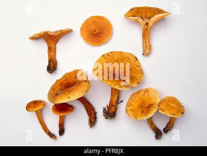 Beispiele für Hygrophoropsis aurantiaca (False chanterelle) Pilz Stockfoto