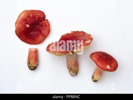 Psathyrella sanguinea (Rosy brittlegill, blutige brittlegill) Pilze Stockfoto