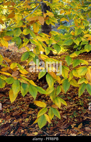 Fagus grandifolia (Amerikanische buche) Blätter von Wechsel von Grün zu Gelb im Herbst Stockfoto