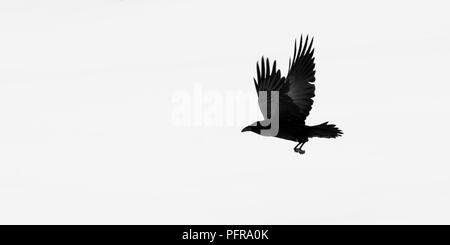 Kolkrabe (Corvus Corax) Fliegen über schneebedeckten Boden in Yellowstone National Park, Wyoming, USA, im Winter. Stockfoto