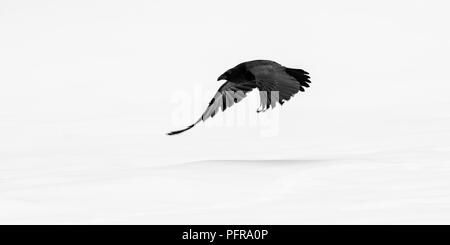 Kolkrabe (Corvus Corax) Fliegen über schneebedeckten Boden in Yellowstone National Park, Wyoming, USA, im Winter. Stockfoto