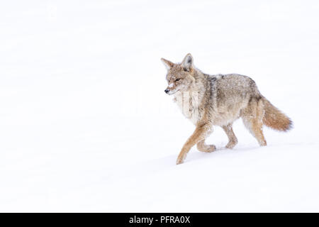 Kojote (Canis yogiebeer) durch die verschneite Landschaft des Yellowstone National Park, Wyoming, USA reisen. Stockfoto