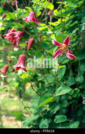 Clematis texensis 'Etoile Rose' (Leder Blume oder Scharlach Leder fFower) mit Pink, 4-blättrige Blumen und grüne Blätter Stockfoto