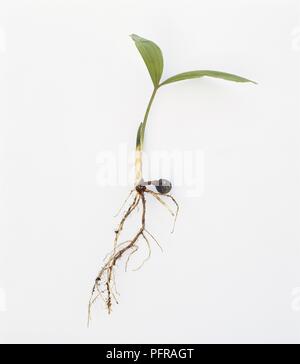Caryota mitis palm Sämling mit Blättern und root-Struktur Stockfoto