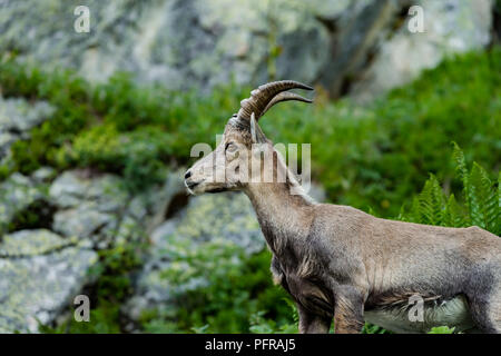 Alpensteinbock Portrait in den hohen Bergen, wilden Ziege in natürlichen Leben, Sommer Stockfoto