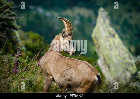 Alpensteinbock Portrait in den hohen Bergen, wilden Ziege in natürlichen Leben, Sommer Stockfoto