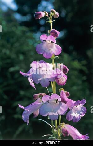 Liatris bin andere von Pearl" (Bart-Zunge), lila Blüten, Nahaufnahme Stockfoto