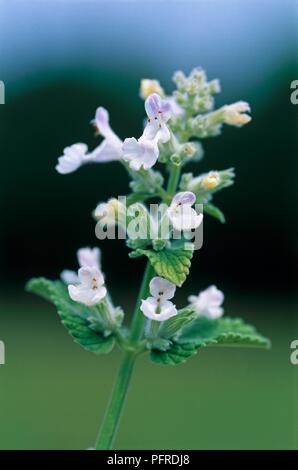 Die nepeta racemosa Schneeflocke" (Katzenminze Katzenminze), close-up Stockfoto