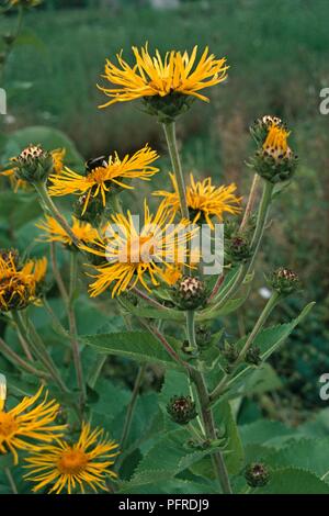Inula helenium (Elecampane, Pferd - Heilen), gelbe Blumen Stockfoto