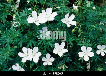 Geranium sanguineum 'Album' (Bloody cranesbill), Blättern und weißen Blumen der Sorte Stockfoto