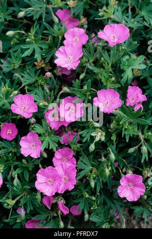 Geranium sanguineum 'Ankum's Pride', tief rosa Blüten, grüne Blätter und Knospen Stockfoto