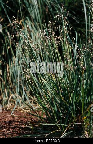 Briza Media (Quaking-Grass) Mehrjährige Gras auf hohen grünen Stengel Stockfoto