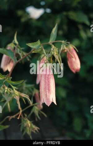 Campanula takesimana 'Elizabeth' mit Rosa glockenförmigen Blüten auf dünnen Stangen, close-up Stockfoto