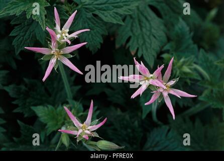 Geranium x oxonianum w.thurstonianum Herwood' mit Rosa sternförmige Blüten und Blätter dunkelgrün Stockfoto