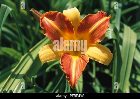 Orange und Gelb bicolor Blume der Hemerocallis 'Frans Hals' (DAYLILY) mit langen grünen Blättern Stockfoto