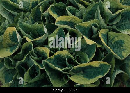 Hosta 'breiten Rand' mit strukturierten, Grün und Gelb panaschierten Blätter, close-up Stockfoto