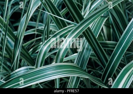Miscanthus sinensis var. condensatus 'Cosmopolitan', Mehrjährige Gras mit gewölbter grüne Blätter mit cremig-weiß, close-up Stockfoto