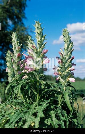 Acanthus dioscoridis var. perringii, blütenköpfe Stockfoto