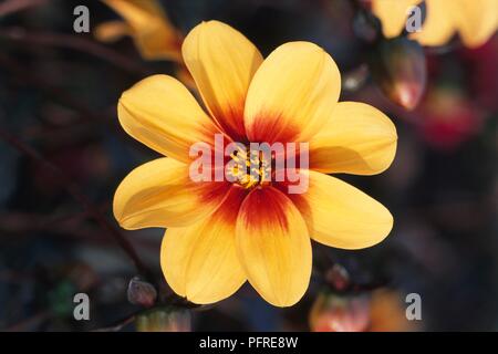 Dahlie 'Moonfire', close-up auf Blume Stockfoto