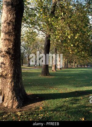 Grossbritannien, England, London, Hyde Park, Anfang Herbst Stockfoto