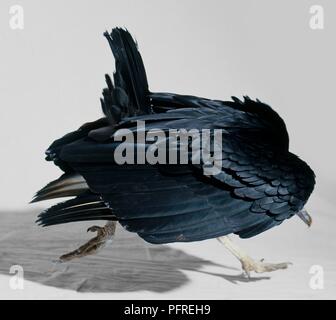 Mönchsgeier (Coragyps atratus), glänzend schwarzes Gefieder Stockfoto