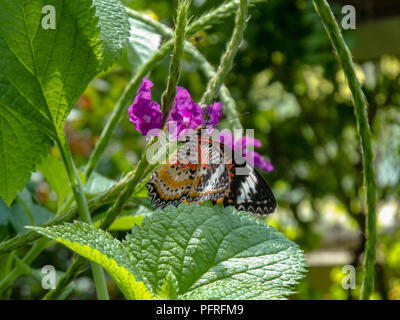 Schmetterling in der Natur Stockfoto