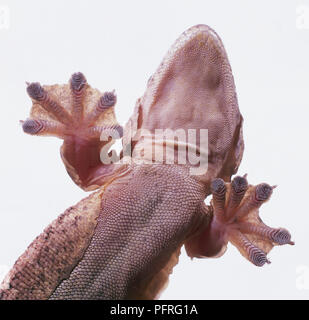 Unterseite von Kuhl Flying Gecko (Ptychozoon kuhli) festhalten von Glas in der Nähe der Fenster - oben Stockfoto