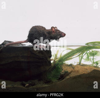 Junge braune Ratte (Rattus norvegicus) auf Rock am Rand des Wassers, Gähnen Stockfoto