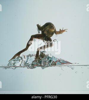 Grasfrosch (Rana temporaria) springen aus dem Wasser, Vorderansicht Stockfoto