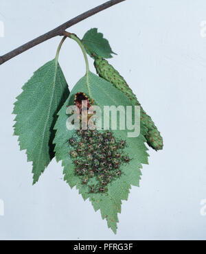 Weibliche Shield Bug (Elasmucha grisea) und Nymphen auf Blatt, close-up Stockfoto